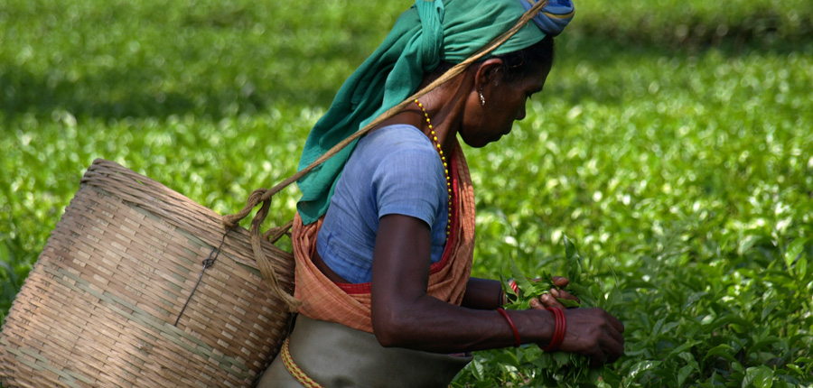 Tea planting