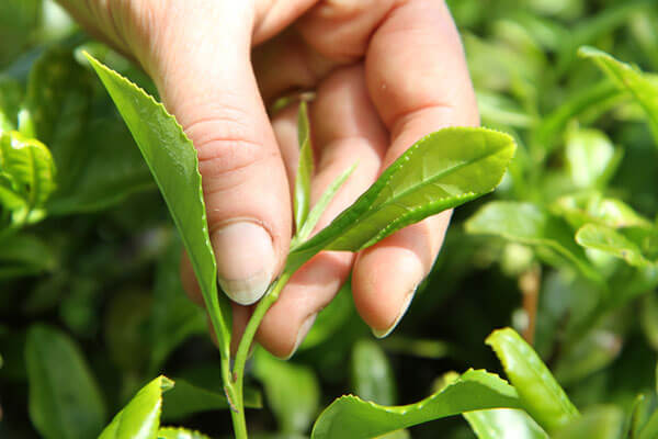 Tea plant and how the quality tea is harvested